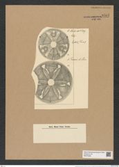 Actinoptychus truanii Pant. (de-Toni-Nr.: Genus 227, Species 5612) Zeichnungen Sammlung Grunow Nr. 9501 (NHMW-BOT-W0379485)